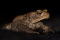 Juvenile common toad (Bufo bufo) against black background