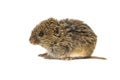 Juvenile Common Vole on white Royalty Free Stock Photo