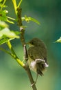 Juvenile Common Whitethroat close-up