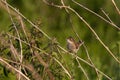 Juvenile Common Whitethroat Sylvia Communis perched on branch Royalty Free Stock Photo