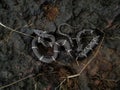 Juvenile common wolf snake, Lycodon aulicus Royalty Free Stock Photo