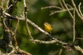 common yellow throat (Geothlypis trichas)