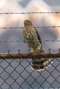 Juvenile Cooper`s Hawk