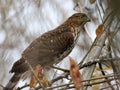 Juvenile Cooper's Hawk - Accipiter cooperii Royalty Free Stock Photo