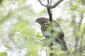 Juvenile cooper`s hawk Royalty Free Stock Photo
