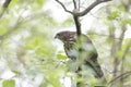 Juvenile cooper`s hawk Royalty Free Stock Photo