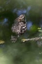 Juvenile cooper`s hawk Royalty Free Stock Photo