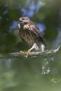 Juvenile cooper`s hawk Royalty Free Stock Photo