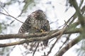 Juvenile cooper`s hawk Royalty Free Stock Photo