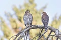 Juvenile cooper`s hawk Royalty Free Stock Photo