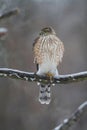 Juvenile Cooper\'s Hawk on Icy Tree Branch 6 - Accipiter cooperii Royalty Free Stock Photo