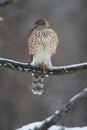 Juvenile Cooper\'s Hawk on Icy Tree Branch 2 - Accipiter cooperii Royalty Free Stock Photo