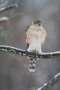 Juvenile Cooper\'s Hawk on Icy Tree Branch 7 - Accipiter cooperii Royalty Free Stock Photo