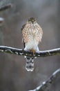 Juvenile Cooper\'s Hawk on Icy Tree Branch 5 - Accipiter cooperii Royalty Free Stock Photo