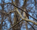 Juvenile Cooper`s Hawk Royalty Free Stock Photo