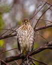 Juvenile Cooper`s Hawk perched on a branch