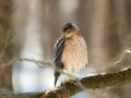 Juvenile Cooper\'s hawk perched on branch over a small river Royalty Free Stock Photo