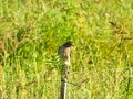 A Juvenile Cooper\'s Hawk Perched on Fence Post