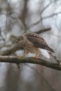 Juvenile Cooper\'s Hawk on Tree Branch Feathers Fluffed Out 3 - Accipiter cooperii Royalty Free Stock Photo