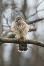 Juvenile Cooper\'s Hawk on Tree Branch Feathers Fluffed Out - Accipiter cooperii