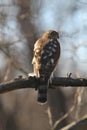 Juvenile Cooper\'s Hawk on Tree Branch in Sun - Accipiter cooperii