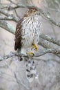 Juvenile Coopers Hawk Royalty Free Stock Photo