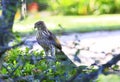 Juvenile Coopers Hawk