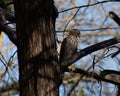 Juvenile Coopers hawk perched in a cedar tree in Texas Royalty Free Stock Photo