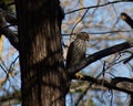 Juvenile Coopers hawk perched in a cedar tree in Texas