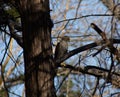 Juvenile Coopers hawk perched in a cedar tree in Texas Royalty Free Stock Photo