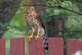 Juvenile Coopers Hawk on Red Fence Trees Clear Hawk Bird of Prey Photo