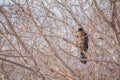 Juvenile Cooper`s Hawk Sitting on a Branch