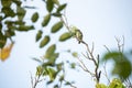 Juvenile coppersmith barbet Royalty Free Stock Photo