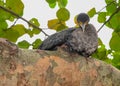 Juvenile Cormorant in Tree Royalty Free Stock Photo