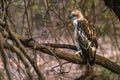 Juvenile Crested Hawk Eagle perched Royalty Free Stock Photo