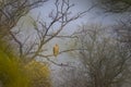 Juvenile Crested Serpent Eagle or Spilornis cheela migratory bird perched during winter migration in dramatic foreground