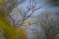 Juvenile Crested Serpent Eagle or Spilornis cheela migratory bird perched during winter migration in dramatic foreground Royalty Free Stock Photo