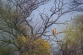 Juvenile Crested Serpent Eagle or Spilornis cheela migratory bird perched during winter migration in dramatic foreground Royalty Free Stock Photo
