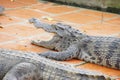 Juvenile crocodile with gaping jaws