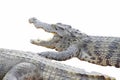 Juvenile crocodile with gaping jaws