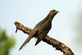 A juvenile crow pheasant