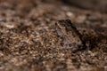 Juvenile Cururu Toad Royalty Free Stock Photo