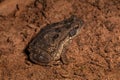 juvenile Cururu Toad Royalty Free Stock Photo