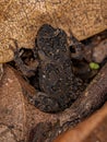 juvenile Cururu Toad Royalty Free Stock Photo