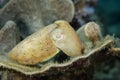 Juvenile Cuttlefish on Reef Royalty Free Stock Photo