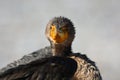 Juvenile Double Crested Cormorant bird Royalty Free Stock Photo