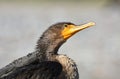 Juvenile Double Crested Cormorant bird Royalty Free Stock Photo