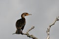 Juvenile Double Crested Cormorant bird Royalty Free Stock Photo