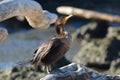 Juvenile Double Crested Cormorant bird Royalty Free Stock Photo