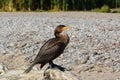 Juvenile Double Crested Cormorant bird Royalty Free Stock Photo